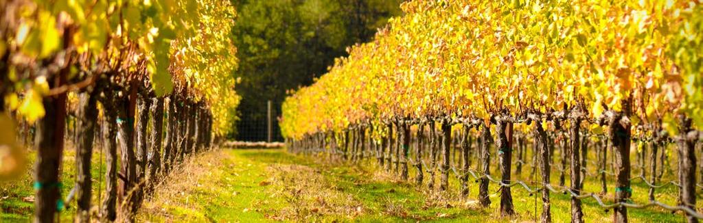 WINE CLUB NEWSLETTER FALL 2015 FALL IS A TIME OF COLOR AND BEAUTY in the valley and it all starts when the last of the grapes are in and harvest comes to an end.