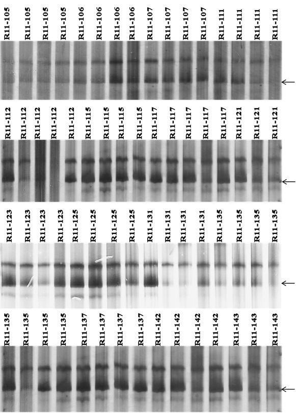 60 J. Agric. Crop Res. / Gichimu et al. Figure 5. Banding patterns of Ruiru 11 sibs (set 2) generated by SSR primer Sat 235. Introgressed allele is arrowed. genetic recombination.
