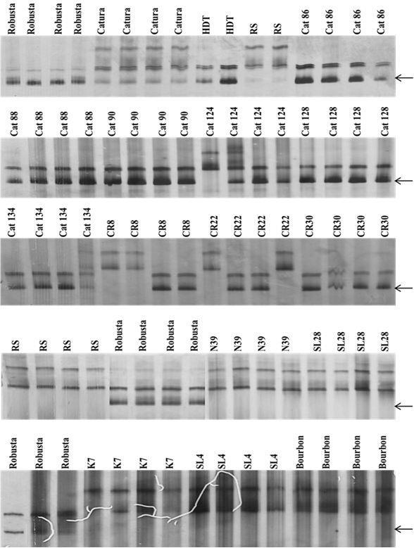 58 J. Agric. Crop Res. / Gichimu et al. Figure 3. Banding patterns of Robusta, Caturra and Ruiru 11 parental genotypes generated by SSR primer Sat 235. Introgressed allele is arrowed. Vossen, 2006).