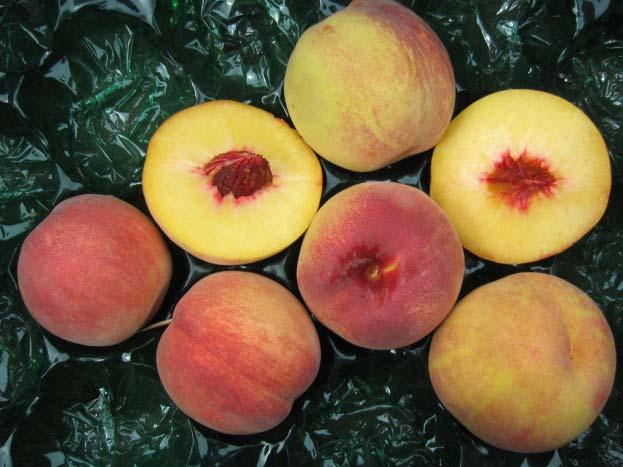Recent peach elite selections Year seedlings selected for