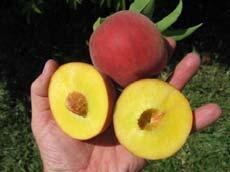 peach breeding program