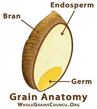 v Bran is the fibrous covering that surrounds the germ and the endosperm. It has many important nutrients including B vitamins and fiber.