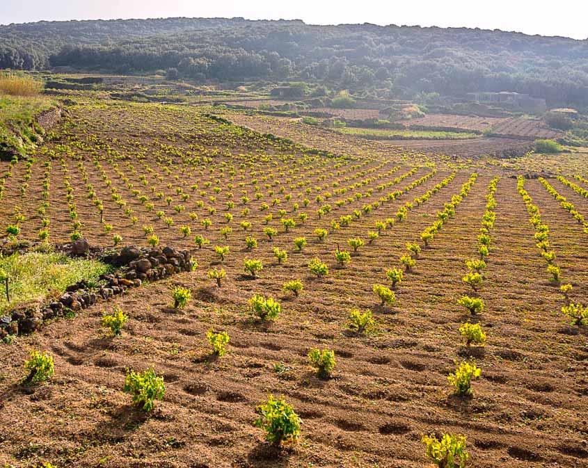 Our vineyards are located in the westernmost part of Sicily, the area with the largest vineyard surface and oldest wine-making tradition on the island We are in Sicily, the largest wine production