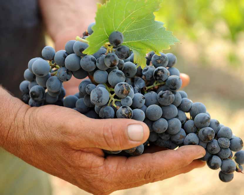 Traditional Sicilian grape varieties have always been grown on these lands Wine-making was brought to Sicily between the 8th and 7th centuries BC by the Phoenicians precisely in this area from here