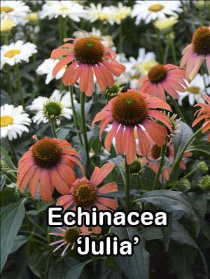 Echinacea Cleopatra golden-yellow 3.5 blooms with an orange cone.