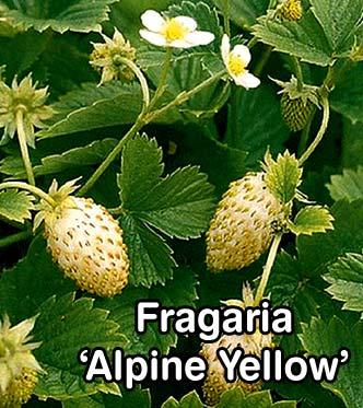 Fragaria Alexandria ground-cover Strawberry with delicious red