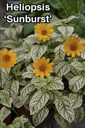 Fragaria Alpine Yellow groundcover with white and yellow edible