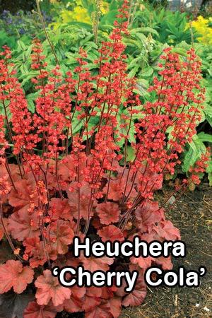 Heuchera Cherry Cola reddish-brown foliage with tall stems of