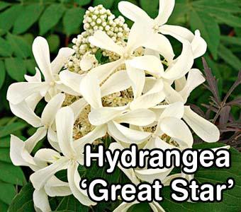 Hydrangea Vanilla Strawberry blooms emerge white and