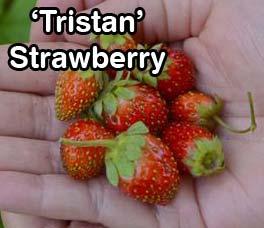 Veggies & Fruits Strawberry Tristan day neutral, continuous fruit production of