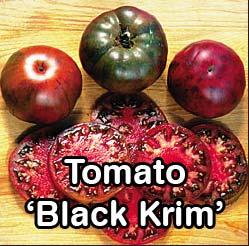 Pepper Pimento Sheepnose tomato-type witih outstanding sweet flavor, thick flesh,