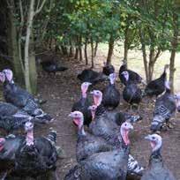 Born and reared just 10 miles away for Cirencester we believe that over these years we have been able to give our customer the very best turkeys the UK can offer.