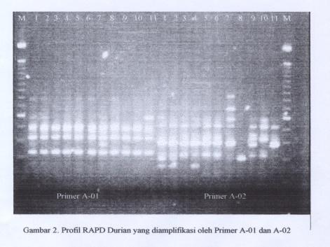B. Identification and classification of durian based on molecular analysis (PCR-RAPD) Molecular analysis with RAPD technique used 18 single primers resulted 10 primers that showed DNA polymorphism