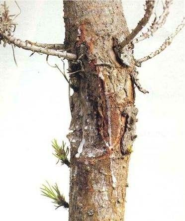 Forest Pathology in New Zealand No. 10 (Second Edition 2009) Bacterial stem canker M. Dick (Revised by M.A.