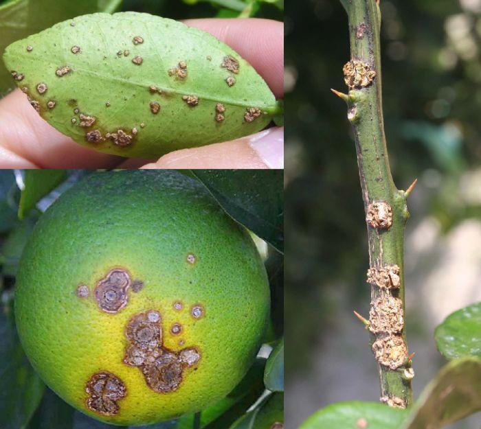 Dooryard Citrus Production: Citrus Canker Disease 3 Figure 2. Canker symptoms on a citrus leaf (upper left), stem (right), and fruit (lower left). Figure 4.
