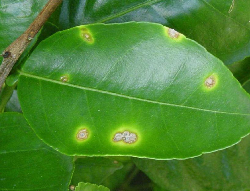 The centers of the lesions become raised and corky (Fig. 5). Lesions are visible on both sides of the leaf.