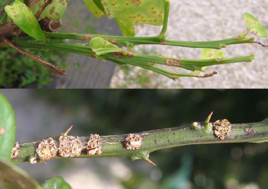 However, canker lesions on fruit are only "skin deep" and the fruit is still edible. Figure 7. Canker lesions develop along the tunnels of citrus leafminers.