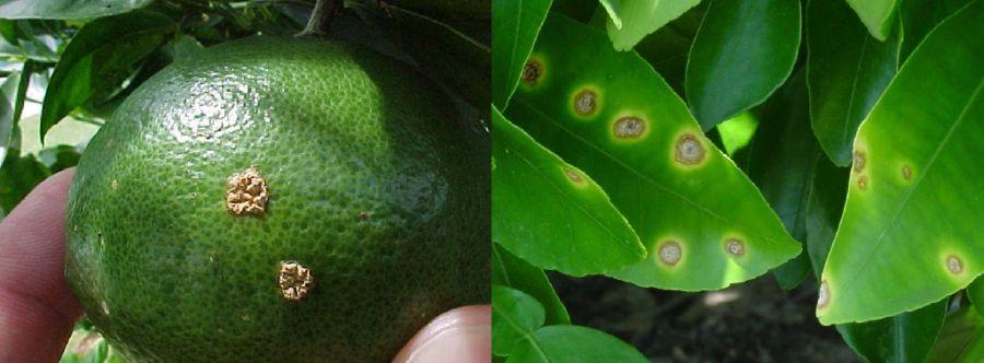 Alternaria lesions may also be surrounded by a yellow halo, similar to canker; however, the depressed lesions distinguish it from canker.