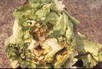 Calcium deficiency related physiological disorders Tipburn: cabbage, Brussels sprouts, lettuce Blackheart: celery, endive, escarole T.A.