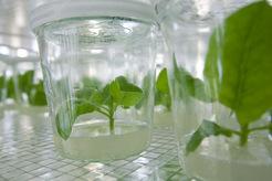 plants originating from a nursery may produce sterile seeds