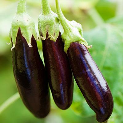 wait until fruits far past stage to pick for eating Eggplant eggplants ready for seed saving will be dull, off-colored, hard and sometimes shriveled table-ready eggplants