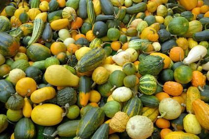 Cucurbits squash, cucumbers, gourds and melons need even more personal space require pollinated by