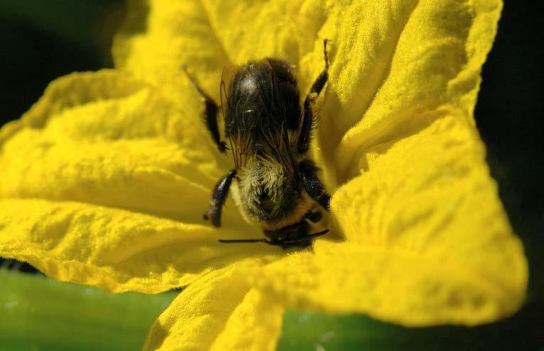 What is open-pollination?