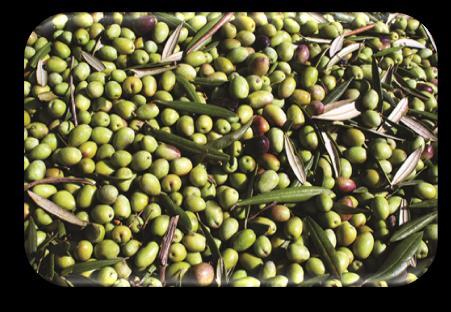 These olives yield approximately 6-7 liters of the best olive oil which is golden-green in color and is highly acclaimed for its fruity and
