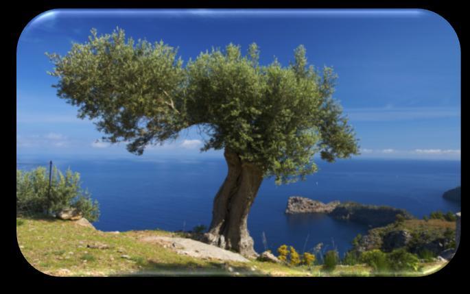 olive trees are