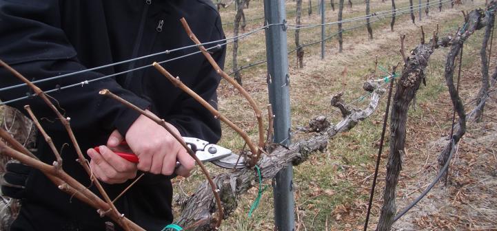 Current Recommendations for Control Prevention newly planted vineyards Start management before symptoms appear. Time pruning to avoid risk, delay pruning, double pruning, Weber, E.A., Trouillas, F.P., and Gubler, W.