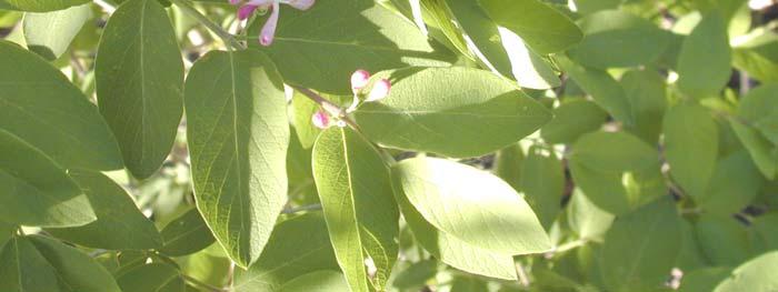 typically white fading to pink, fragrant