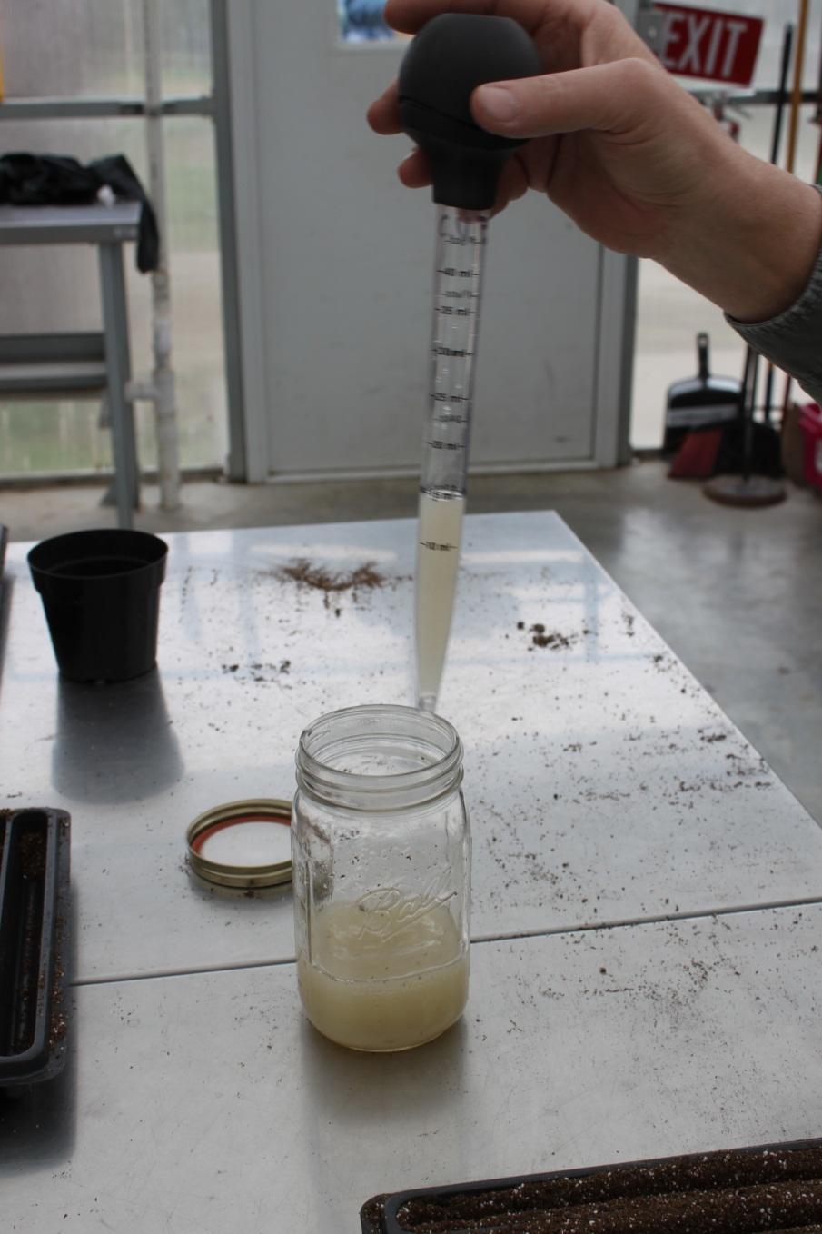 Materials and Methods ½ Tbsp of mycorrhizal fungi powder was added to ¾ quart of tap-water and mixed well.