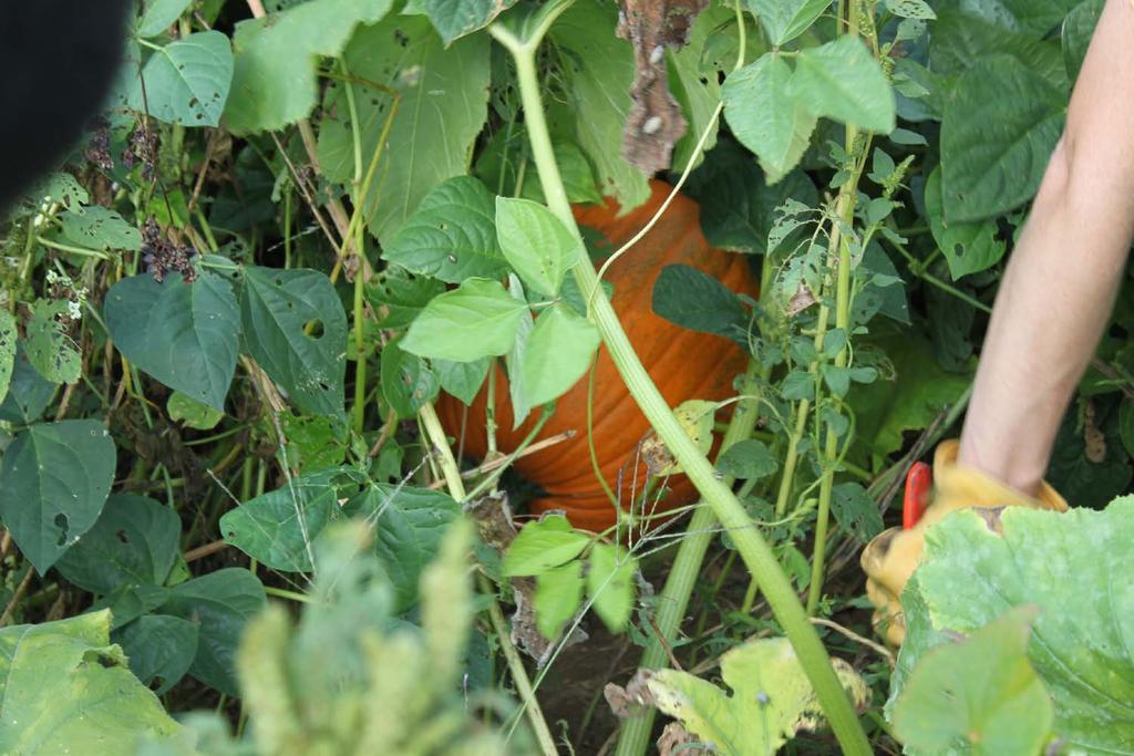 Pumpkin growing in
