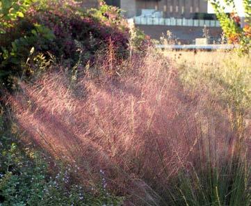caerulea Moorhexe purple moor grass Moorhexe