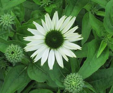 At West th Street Echinacea