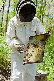 They re becoming beekeepers!
