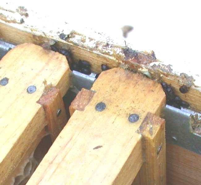 Moving hives to a different location may disrupt the beetle population cycle Never place infested equipment on hives that do not have beetles Monitor hives for the presence of hive beetles Monitor