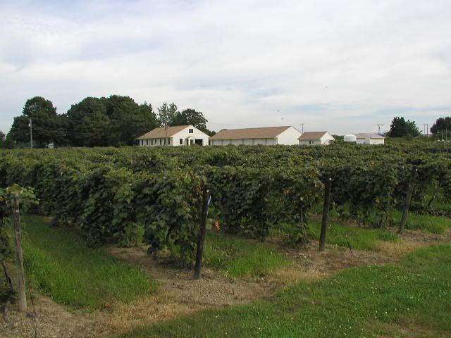 Lake Erie Regional Grape Research and Extension Center Research Program: 3 areas of focus - Disease control in organic