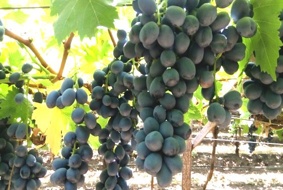 Fantasy Black Seedless Black variety Fantasy Seedless is well accepted in UK, but plantations are very small because it is difficult to grow due to low