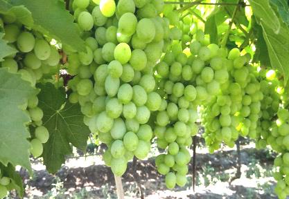 Challenges with present varieties Thompson Seedless With its subtropical growing climate, India is in a unique position whereby there is a high variation