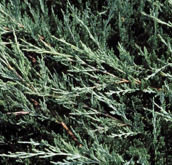 Dwarf Balsam Fir Abies - Fir Abies balsamea Nana 2 Feet (0.6 m) 3 Feet (0.9 m) A dark-green evergreen with mounded habit. Fine textured foliage.
