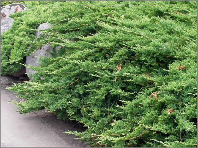 25m) Icee Blue Juniper Tall vase shape makes this plant useful where large junipers are required. Juniperus sabina 'Skandia' Skandia Juniper 12-18 Inches (0.5 m) 2-3 Feet (0.