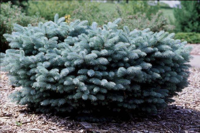 Picea abies Pumila Dwarf Norway Spruce 3 Feet (0.9 m) Globe shaped, slow growing evergreen shrub. Attractive dark-green foliage forms a broad globe. Prefers full sun.