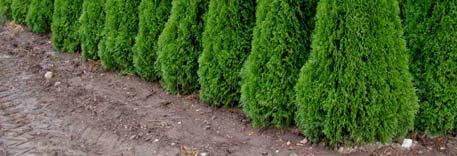 25 m) 5 - Spreading A dense evergreen shrub with attractive dark green foliage. Tolerates shearing and can be grown in full sun or heavy shade.