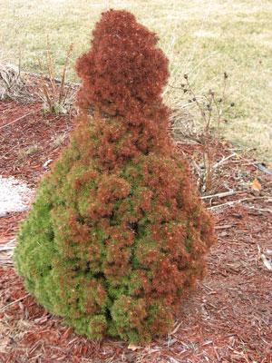 TIPS FOR OVERWINTERING EVERGREENS 46 Evergreens should receive abundant moisture in fall before freeze up.