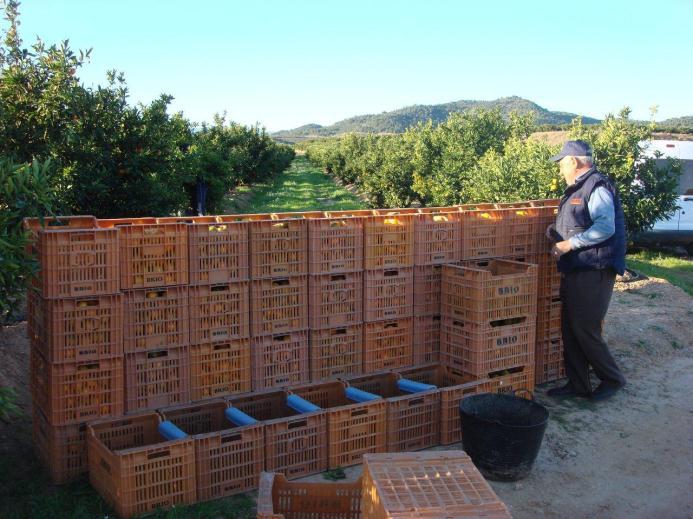 Importance of the PGI Valencian Citrus Fruit in the citrus sector 1. - Development of rural areas and a stronger implication with a specific territory 2. - Environmental issues: protecting the land 3.