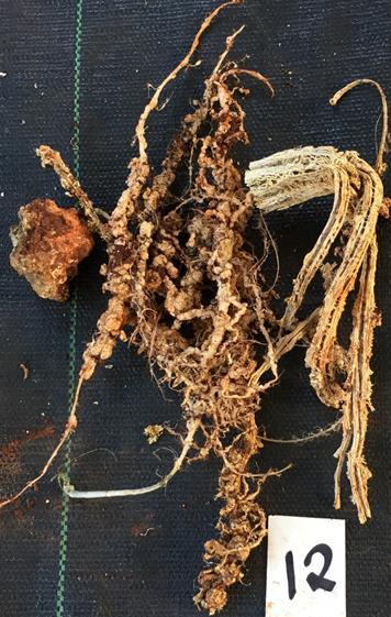 root-knot nematodes