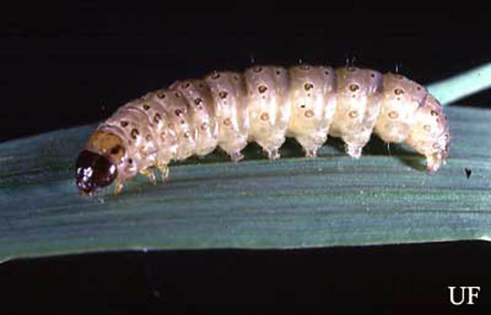 Credits: USDA Larva Larvae tend to be light brown or pinkish gray in color dorsally, with a brown to black head capsule and a yellowish brown thoracic plate.