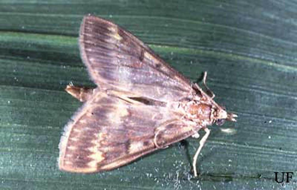 European Corn Borer, Ostrinia nubilalis (Hubner) (Insecta: Lepidoptera: pyralidae) 3 strains differ in production of Z and E isomers. The preoviposition period averages about 3.5 days.