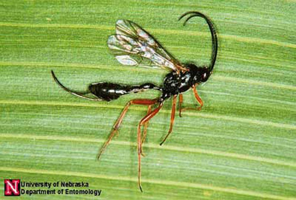 Credits: Jim Kalisch and Tom Hunt, University of Nebraska - Lincoln (http://entomology.unl.edu/) Figure 8.